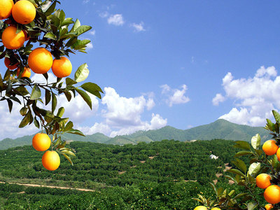 果园产业
